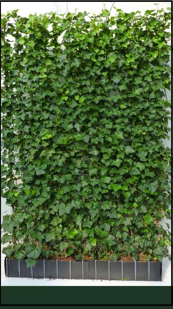 Groene schutting - Hedera haag - Kant en klaar Groen - Haag, 1 tot 2 meter, Nieuw, Ophalen of Verzenden, 3 tot 6 meter
