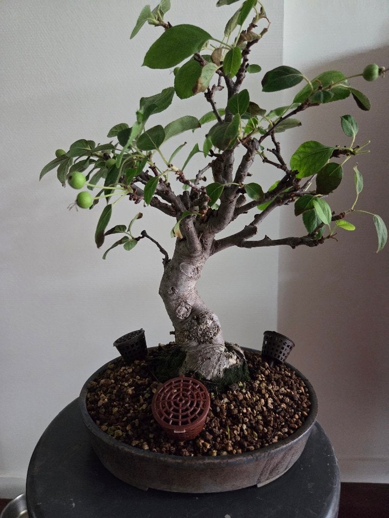 Bonsai Malus, Tuin en Terras, Bloeit niet, Halfschaduw, Overige soorten, Minder dan 100 cm