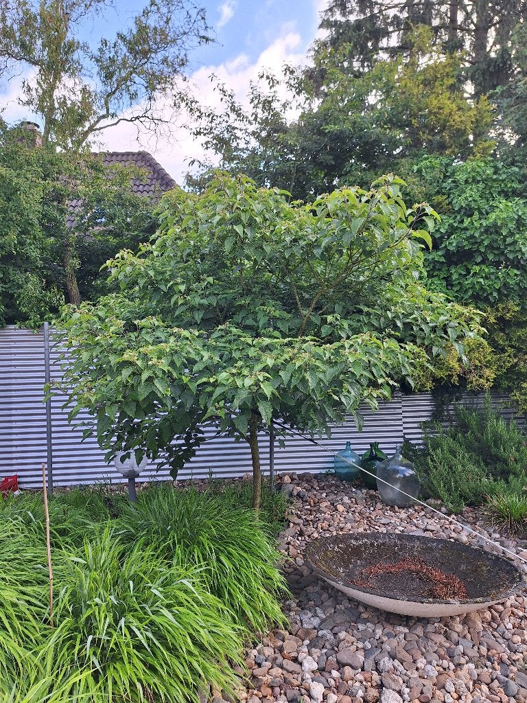 Pindakaasboom Kansenboom Clerodendrum trichotomum, Overige soorten, Lente, 250 tot 400 cm, Ophalen