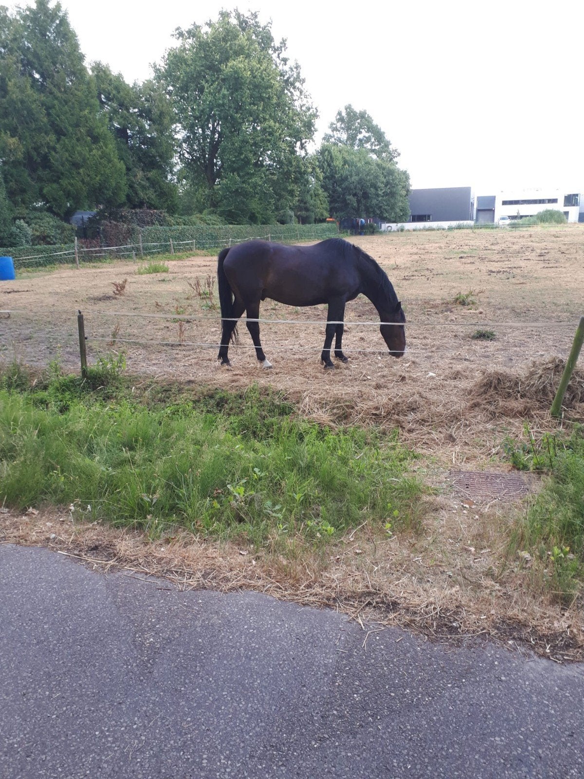 spring gefokte ruin en merrie, Dieren en Toebehoren, Paarden, Springpaard, Zadelmak, 7 tot 10 jaar, Met stamboom