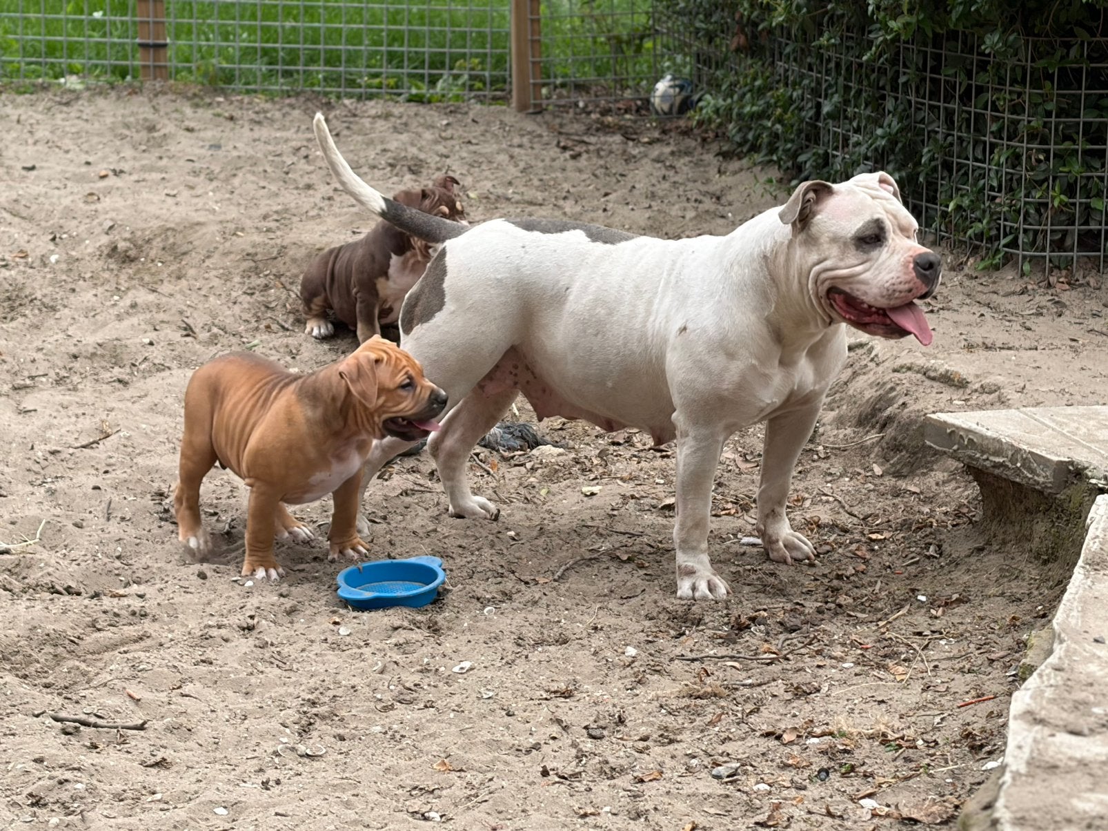 American Bully XL teefje puppy, Parvo, België, Particulier, Overige rassen