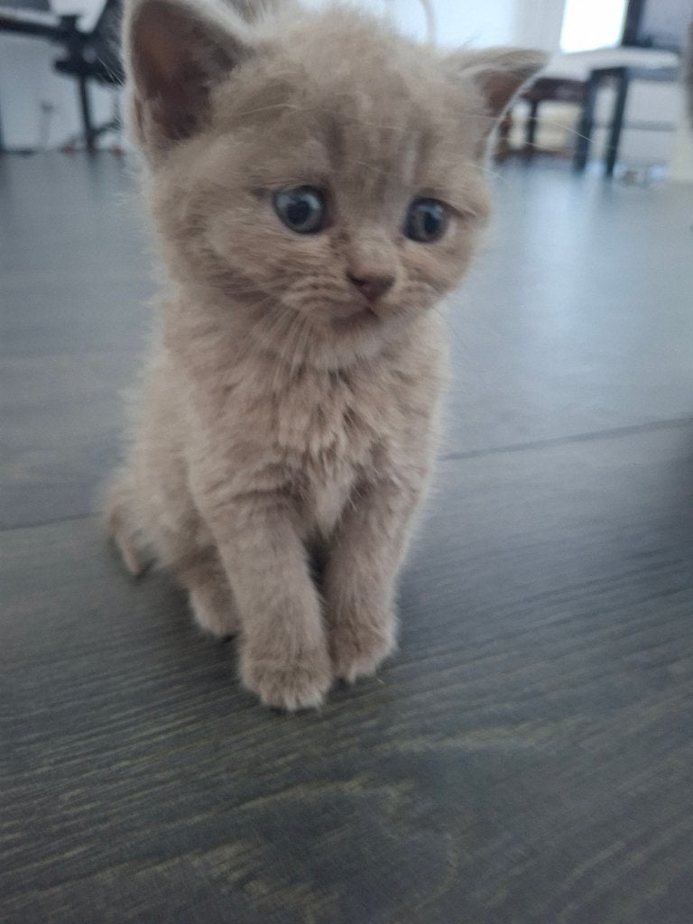 Britse Korthaar Kittens, Dieren en Toebehoren, Meerdere dieren, Ontwormd, 0 tot 2 jaar