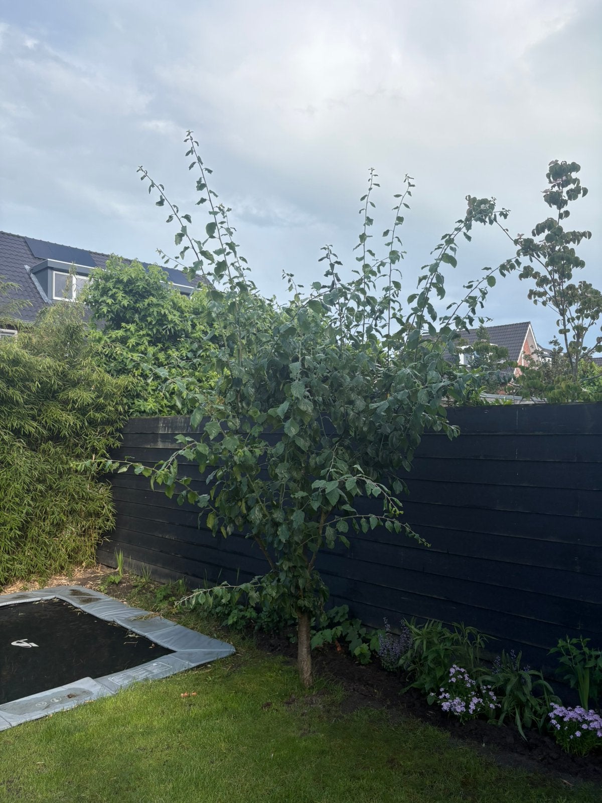 Sfeervolle Pruimenboom 25jr, Ophalen, Lente, 250 tot 400 cm, Pruimenboom