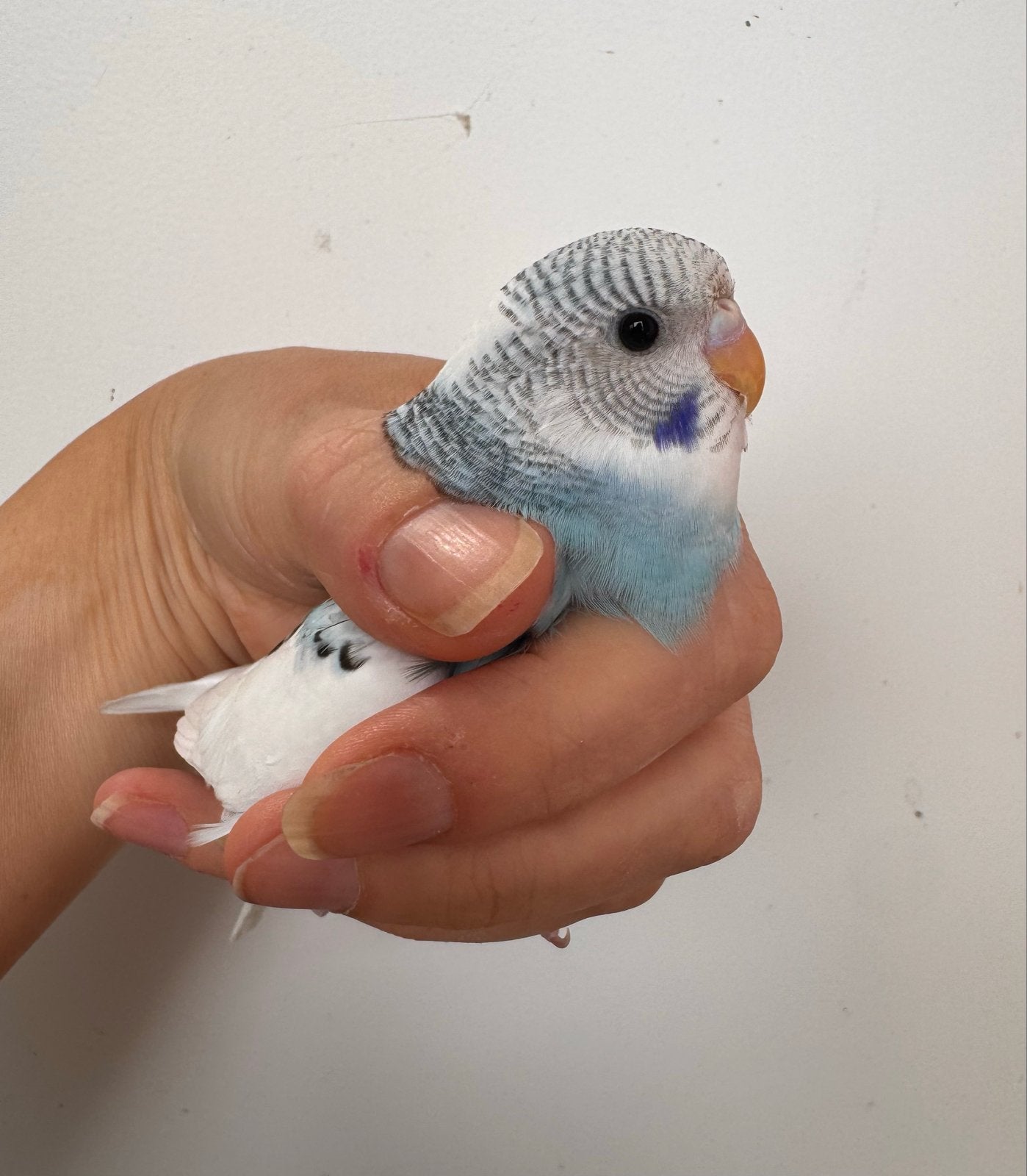 Echt jonge baby grasparkietjes van hobbykweker, Dieren en Toebehoren, Meerdere dieren, Parkiet, Tam