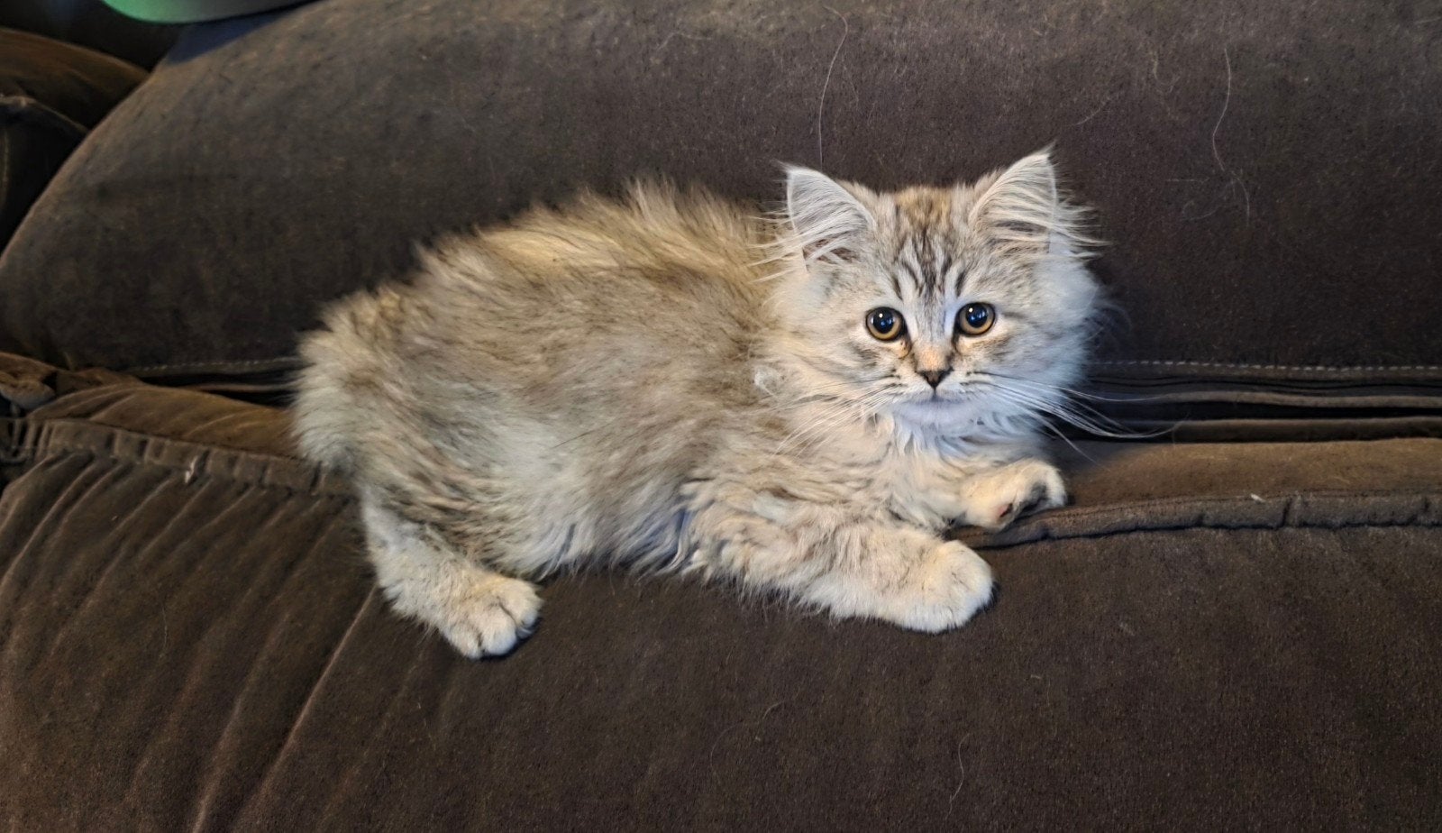 siberische kat x mainecoon poesje mag direct verhuizen, Poes, 0 tot 2 jaar