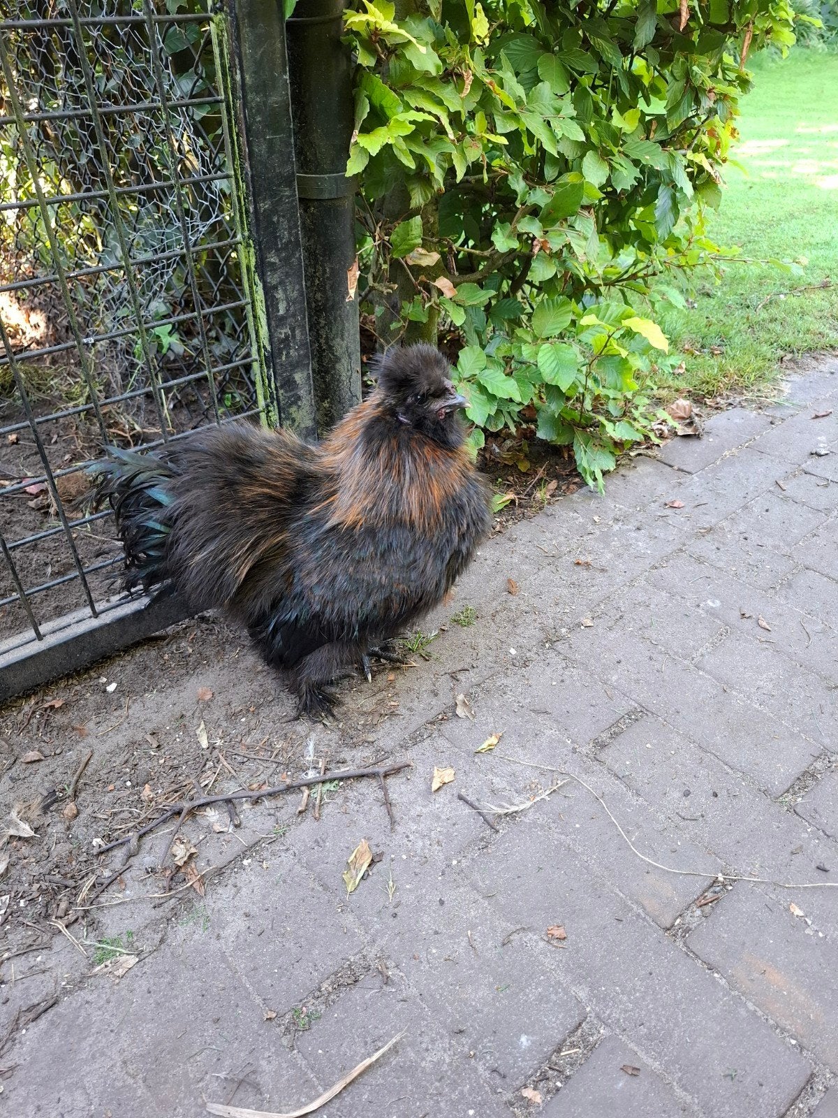 gratis zijdehoen haan, Dieren en Toebehoren, Pluimvee, Mannelijk, Kip