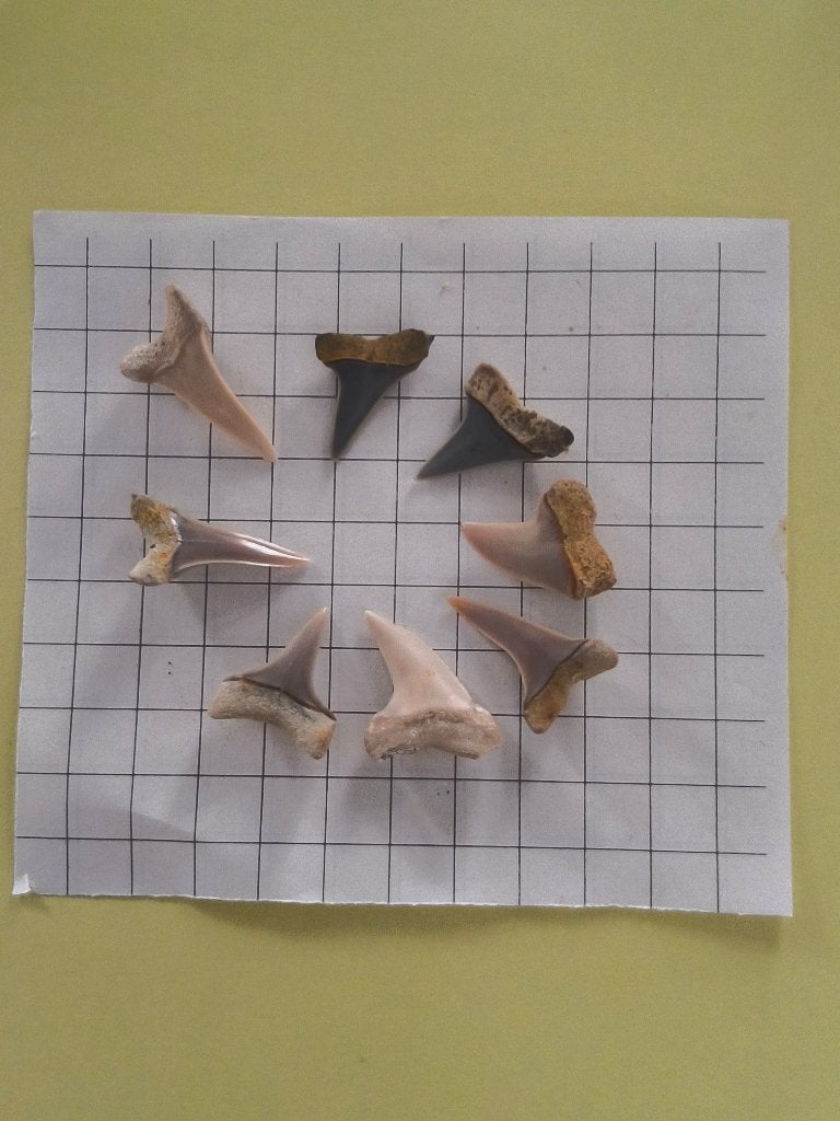 Haaientandjes Bakersfield, Verzamelen, Mineralen en Fossielen, Fossiel, Ophalen of Verzenden