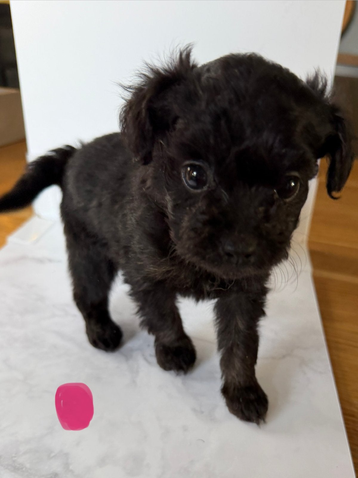 Pom Chi Poo, Overige rassen, 8 tot 15 weken, Meerdere, Meerdere dieren