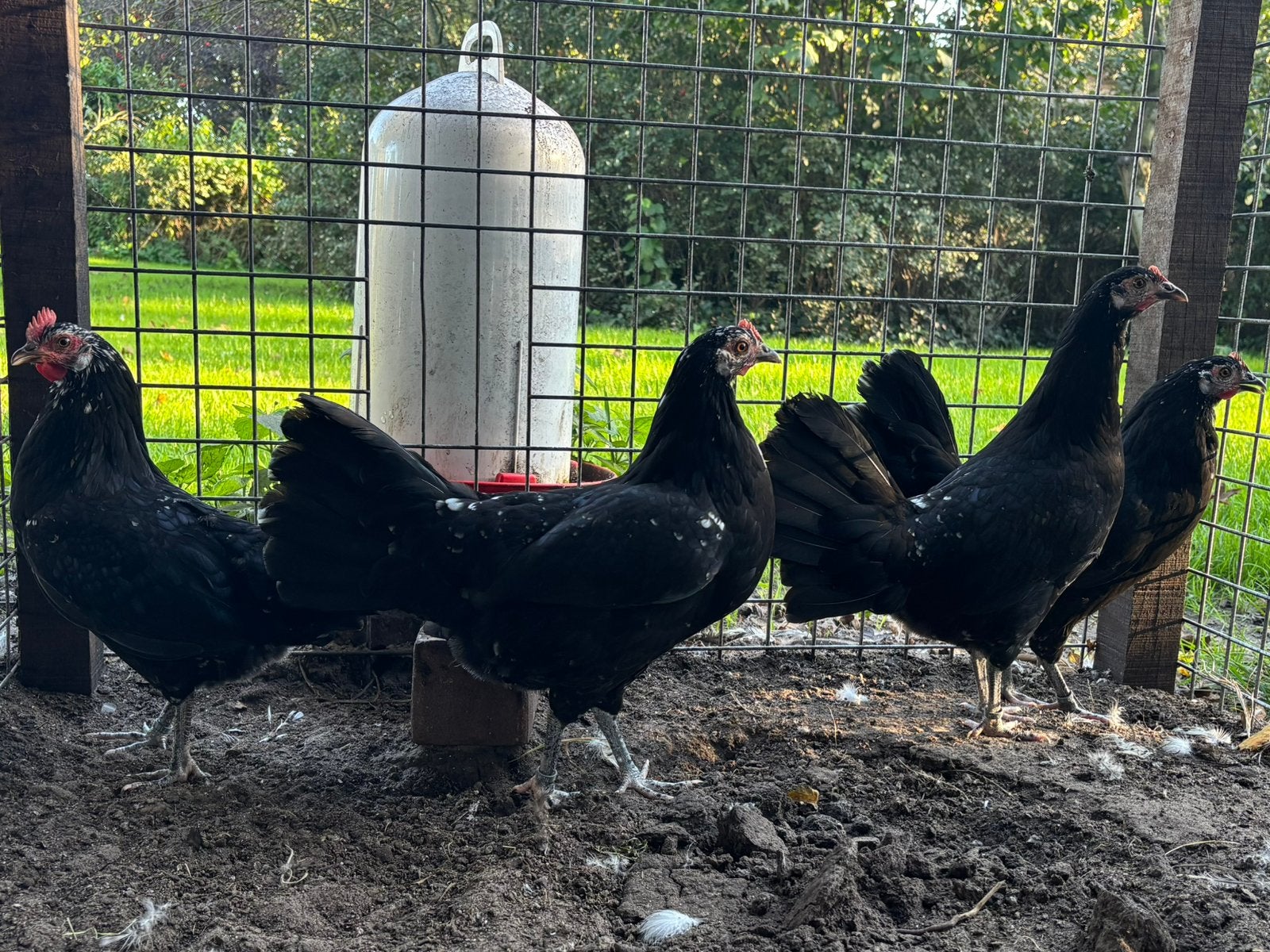 4 jonge zwartbonte Friese Hoen hennetjes, Dieren en Toebehoren, Vrouwelijk, Kip