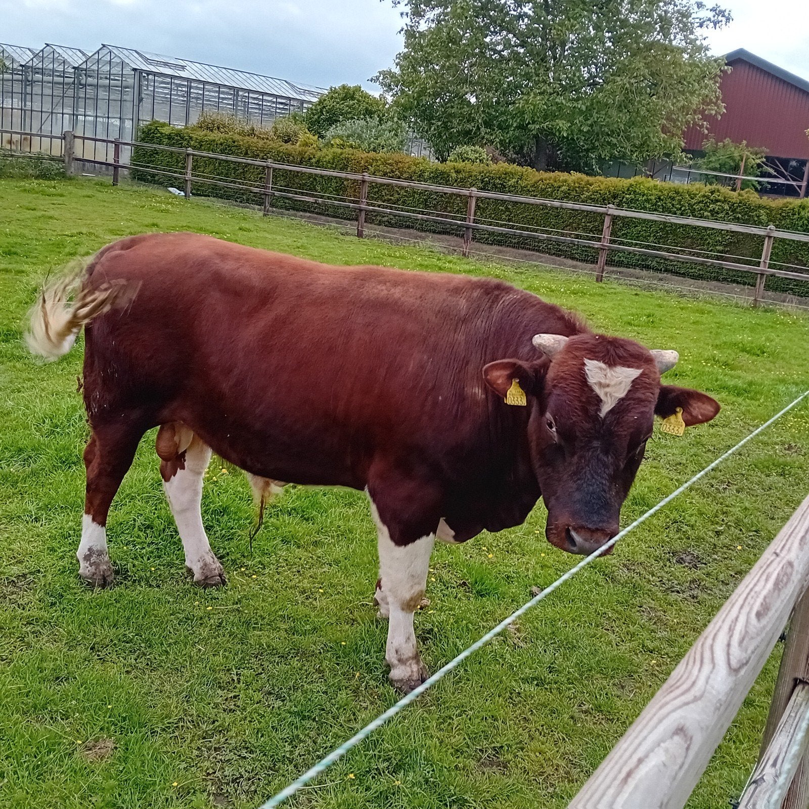 Brandrode stier, Dieren en Toebehoren, Mannelijk