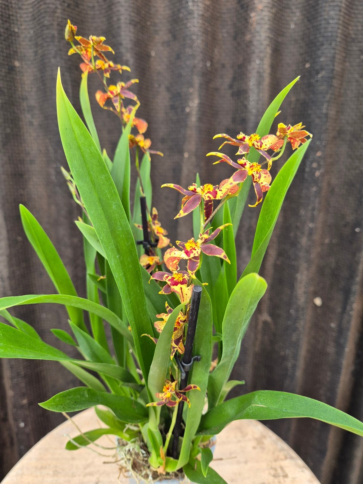 Orchidee p9 (2), Ophalen of Verzenden, Halfschaduw, Minder dan 100 cm
