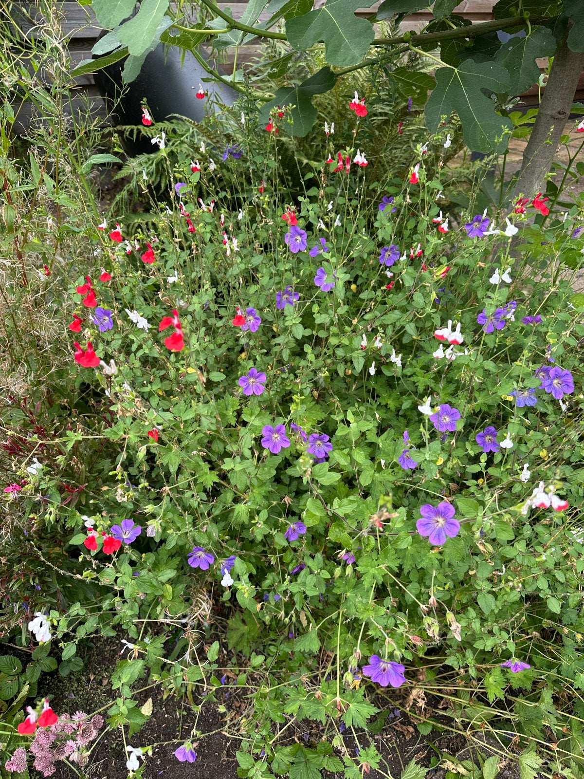 Gratis tuinplanten: Vaste planten en meer!, Tuin en Terras, Vaste plant, Halfschaduw, Zomer, Ophalen