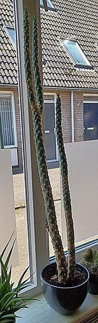Cactus, Huis en Inrichting, Kamerplanten, Ophalen, 100 tot 150 cm, Halfschaduw, Groene kamerplant