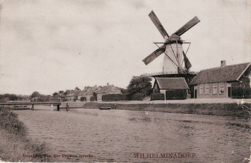 Ansichtkaart Wilhelminadorp - Tulpkaart molen, Ophalen of Verzenden, Voor 1920, Gelopen, Zeeland