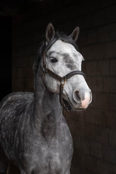 PONY FOR SALE, Dieren en Toebehoren, Pony's, Met stamboom, Ruin, Springpony, L