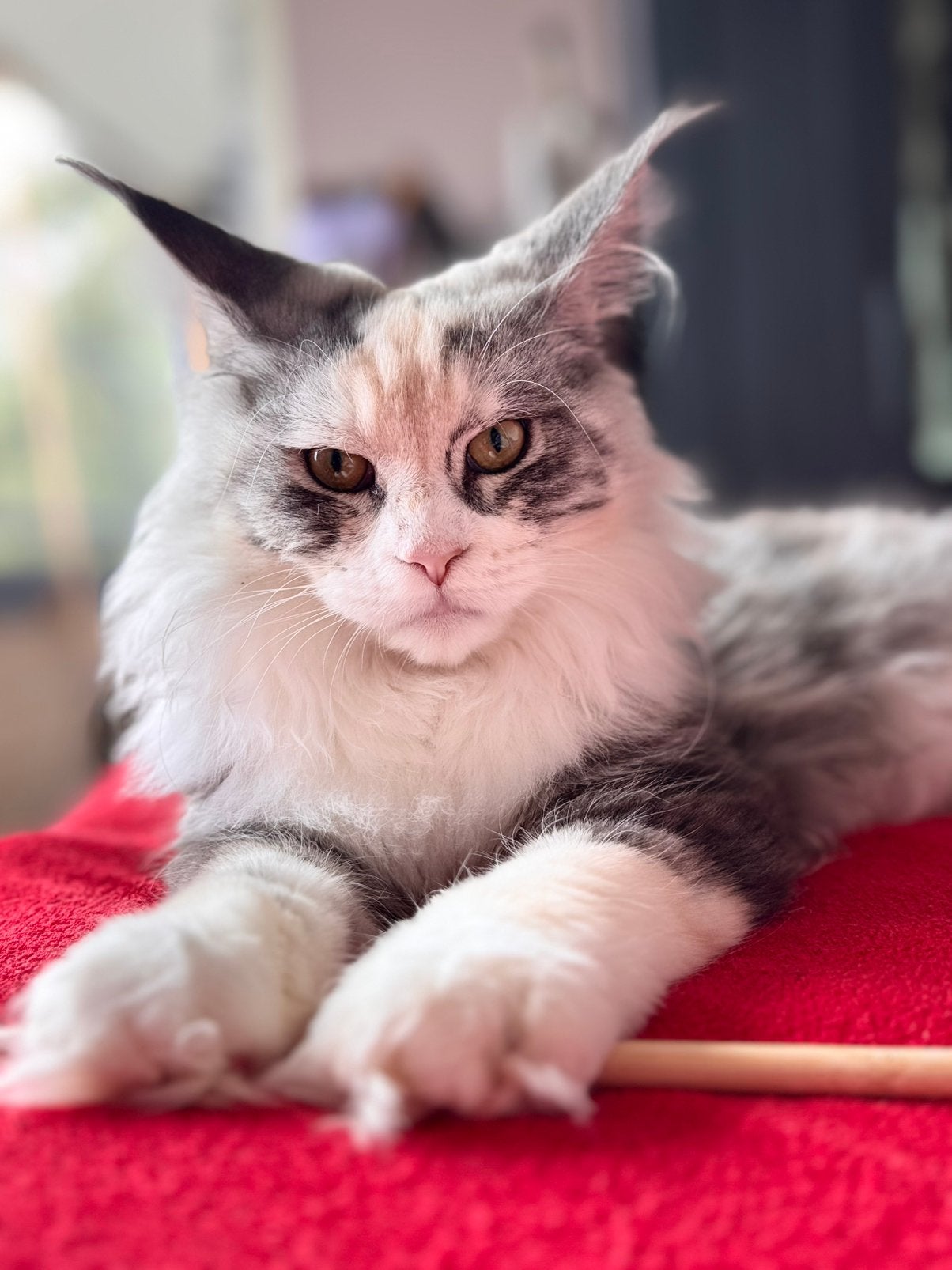 Maine coon Twee fokpoesjes, Poes, Met stamboom, 0 tot 2 jaar