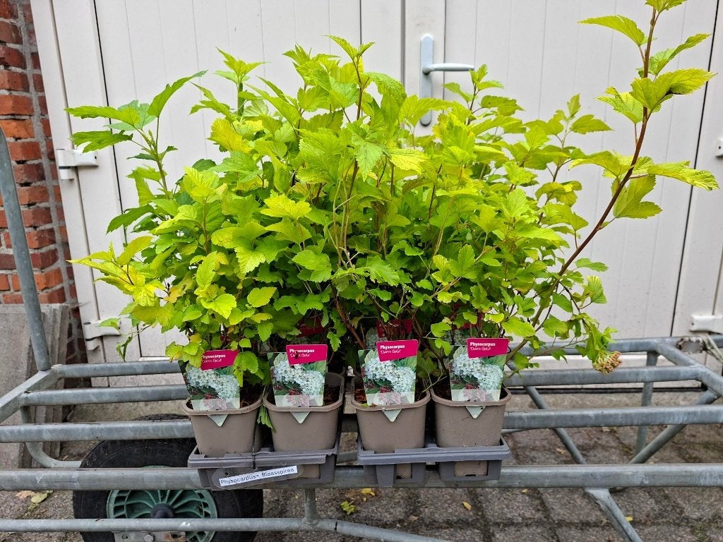 Mooie Physocarpus 'Darts Gold' (Blaasspirea) in pot!, Tuin en Terras, Planten | Struiken en Hagen, Ophalen, Overige soorten, Minder dan 100 cm