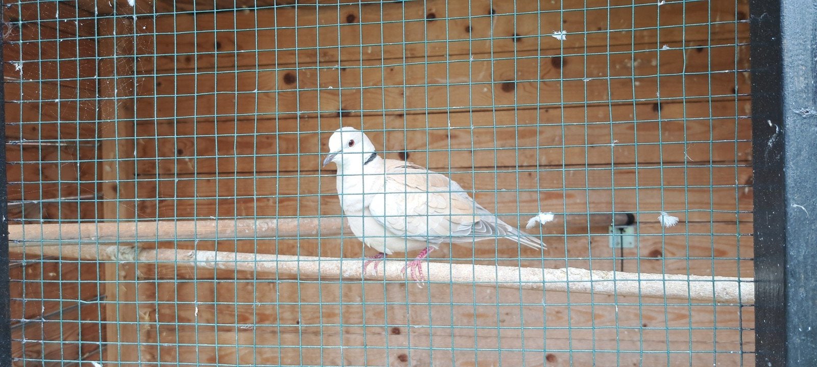 lachduifjes per stuk, Meerdere dieren, Overige soorten