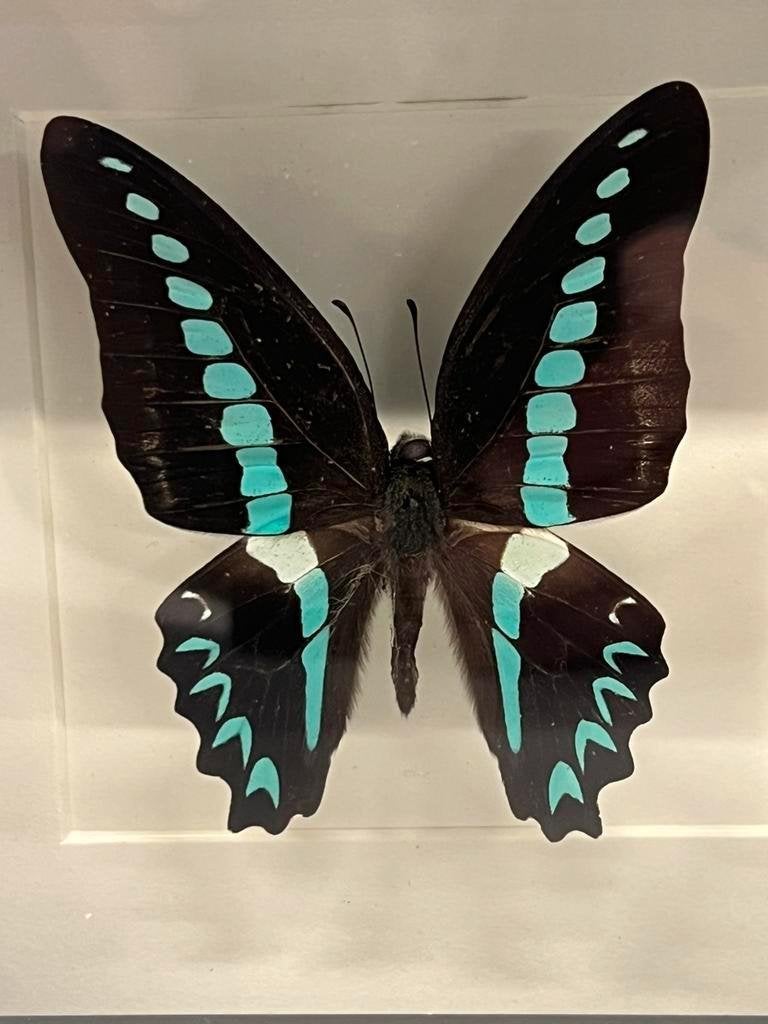 Opgezette vlinder in lijst 16 x 16, Ophalen of Verzenden, Zo goed als nieuw, Insect, Opgezet dier