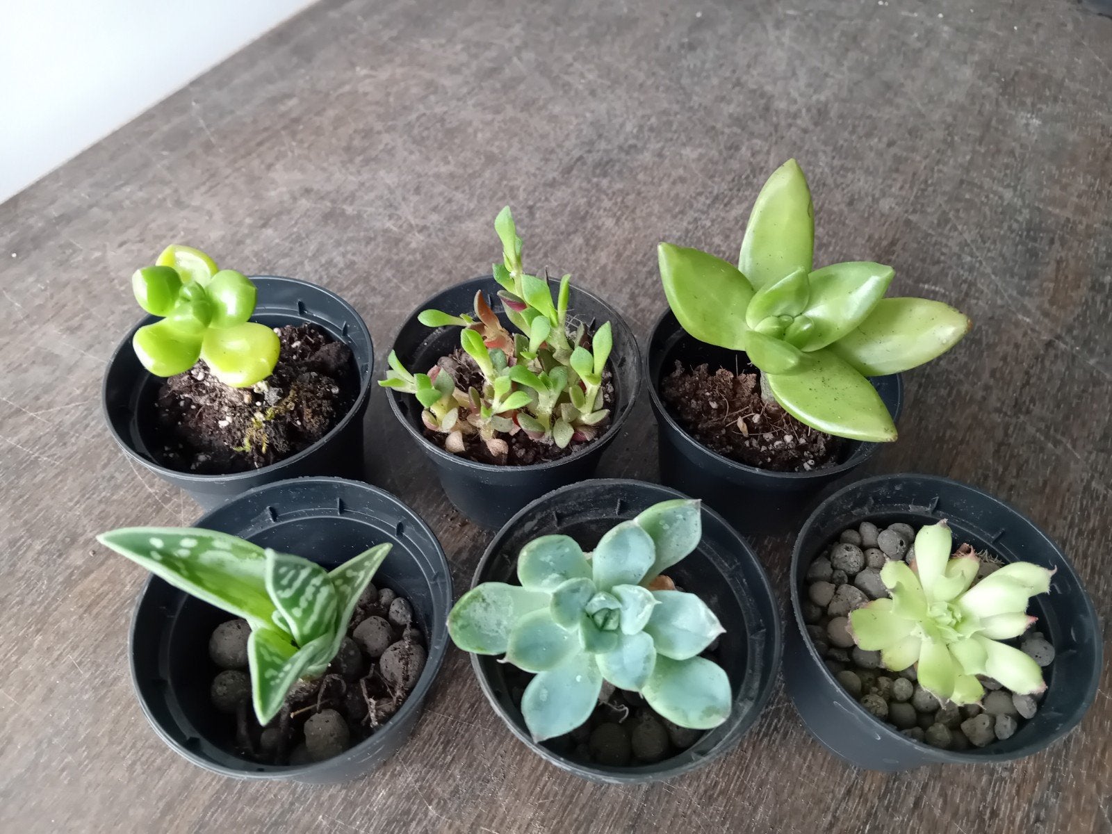 Vetplantjes 5-10cm    10 verschillende voor 4euro, Ophalen, Vetplant, In pot, Minder dan 100 cm