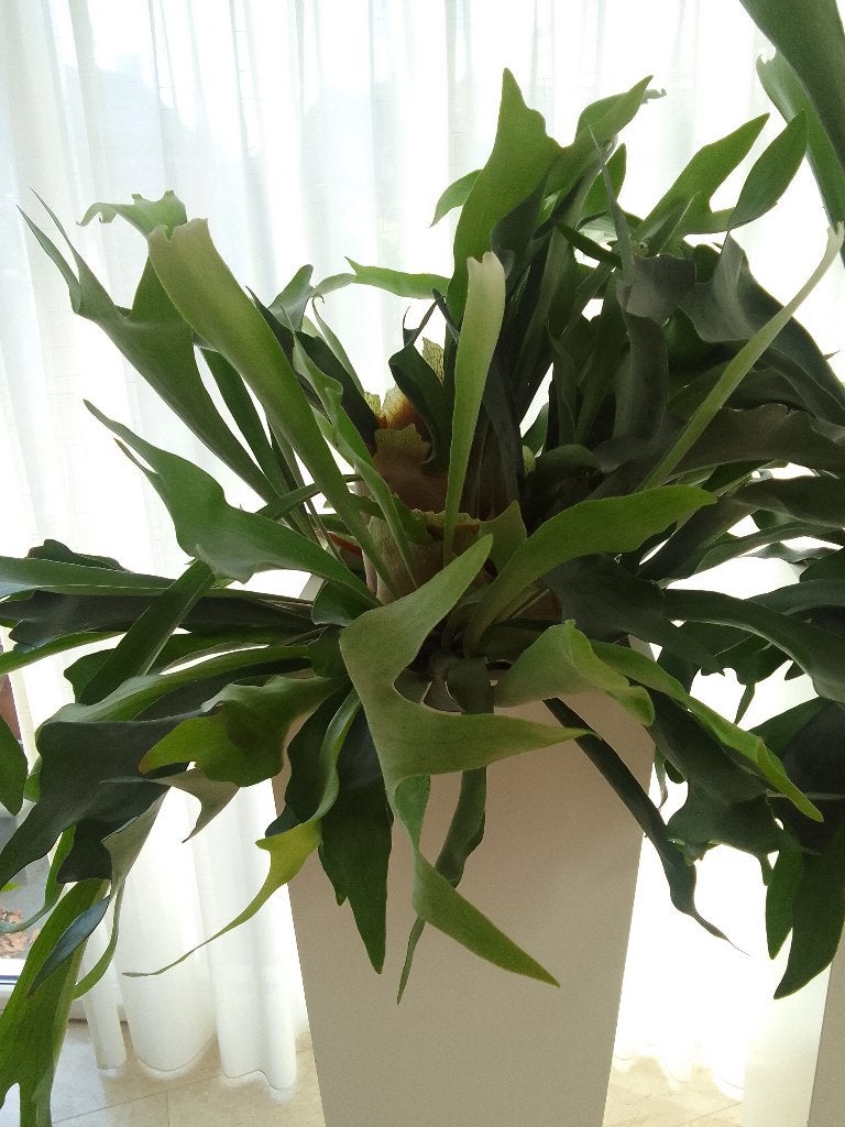 Hertshoorn Grote, Ophalen, Overige soorten, Halfschaduw, Minder dan 100 cm