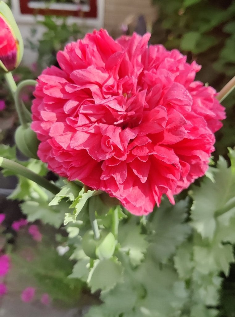 Zaden Papaver somniferum / slaapbol, Ophalen of Verzenden, Volle zon, Zaad