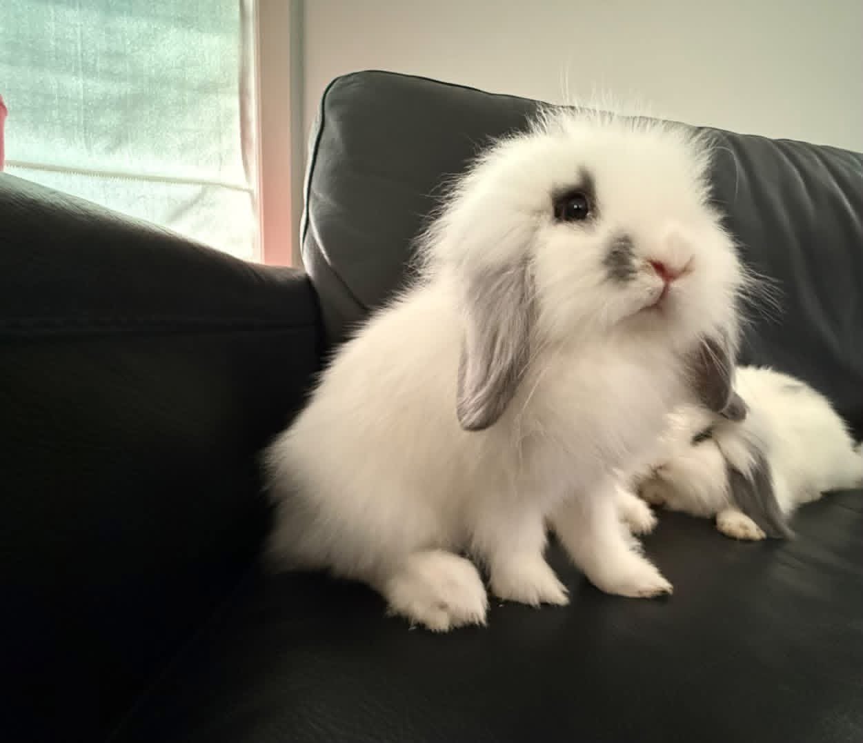 Baby konijntjes. Hangoor Fuzzy lop., Meerdere dieren, Middelgroot, Hangoor, 0 tot 2 jaar