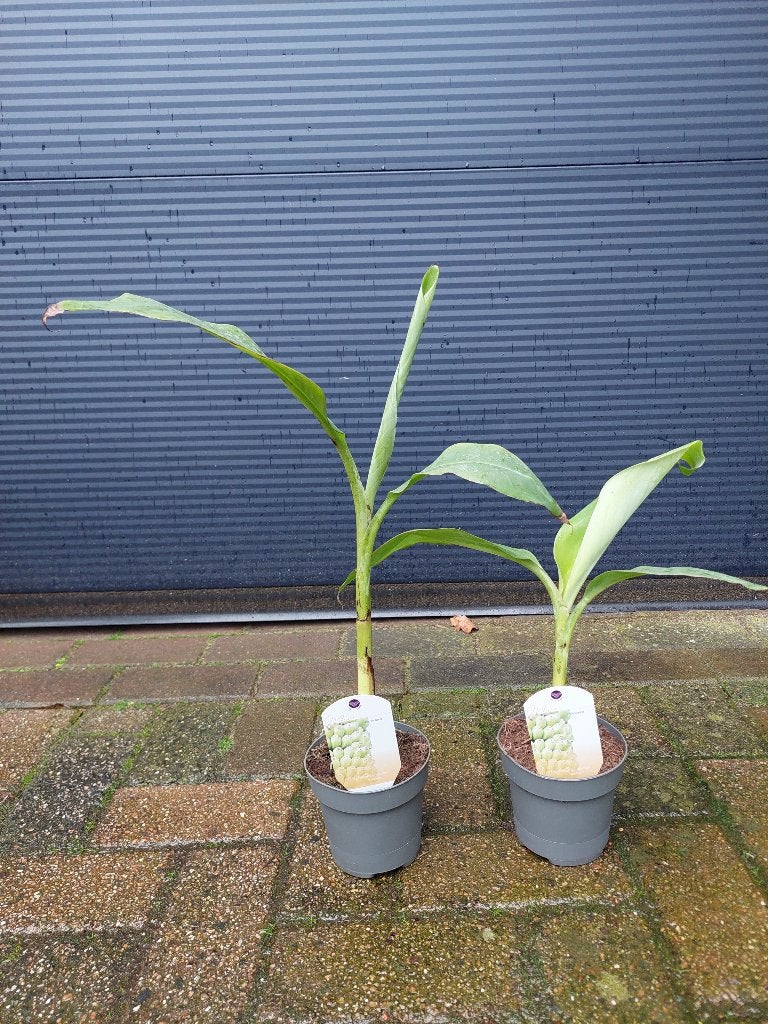 Musa Chiliocarpa - Duizendvingerige Banaan H: 38 - 54 cm., Ophalen, Volle zon, Vaste plant, Zomer