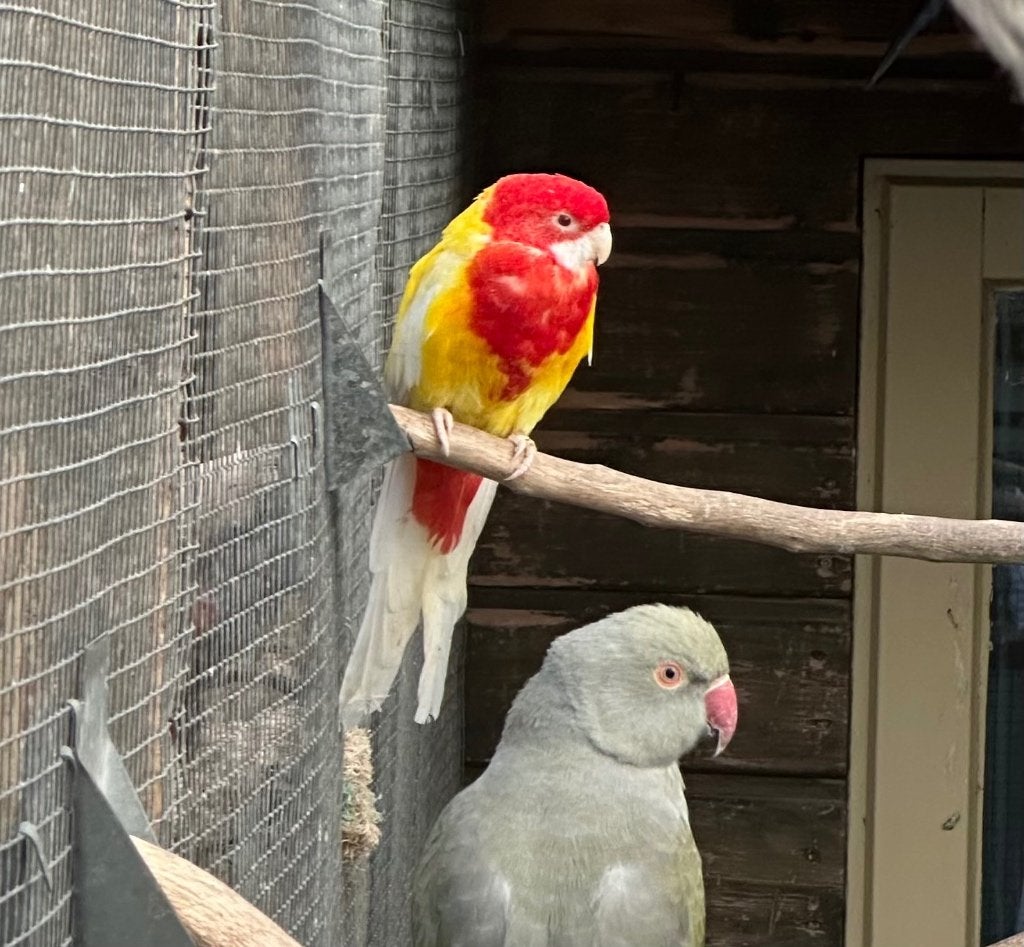 Lutino rosella, Meerdere dieren, Parkiet