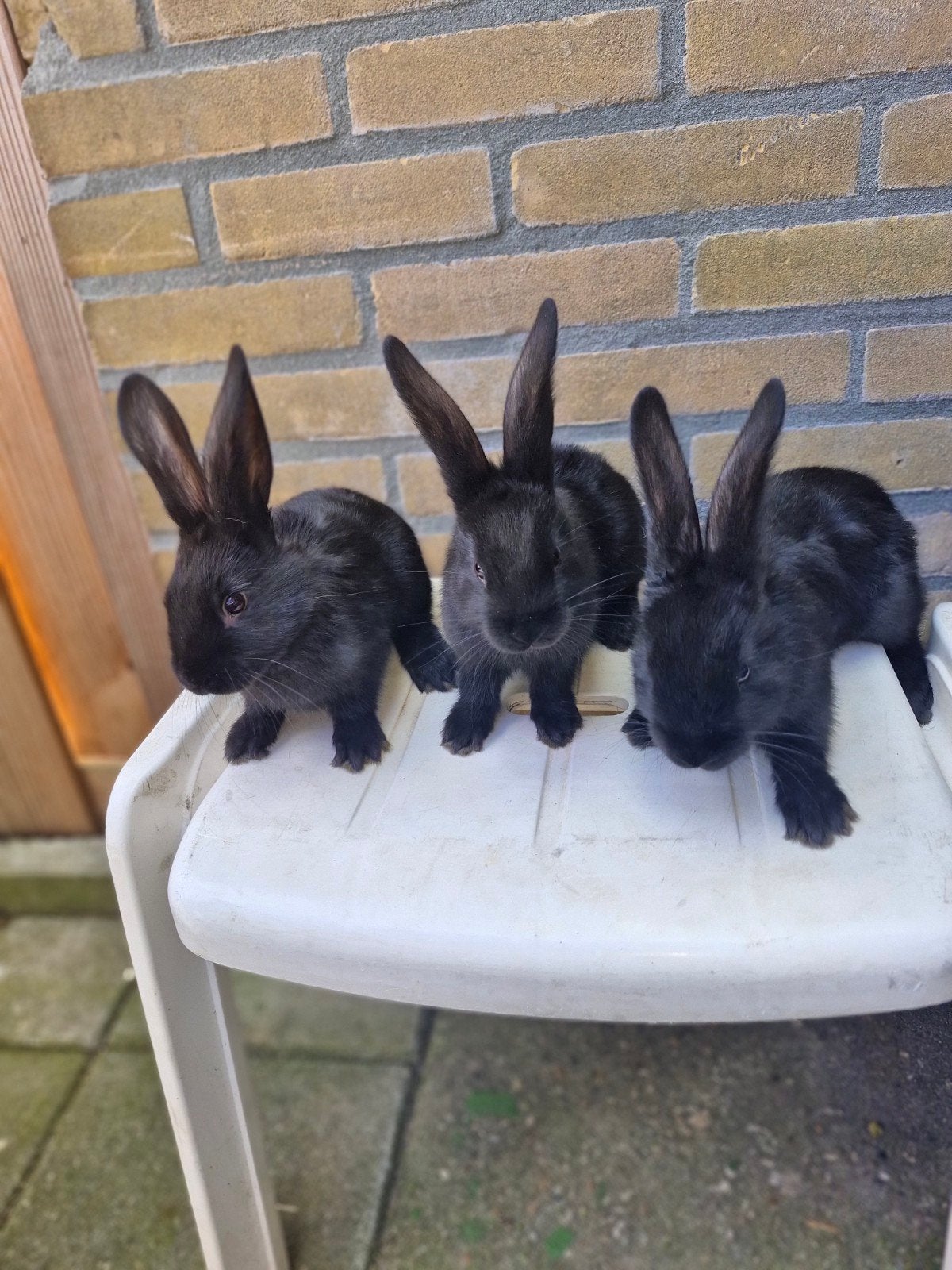 Een moederkonijn met haar 6 maanden oude kuikens., Dieren en Toebehoren, Konijnen, Dwerg