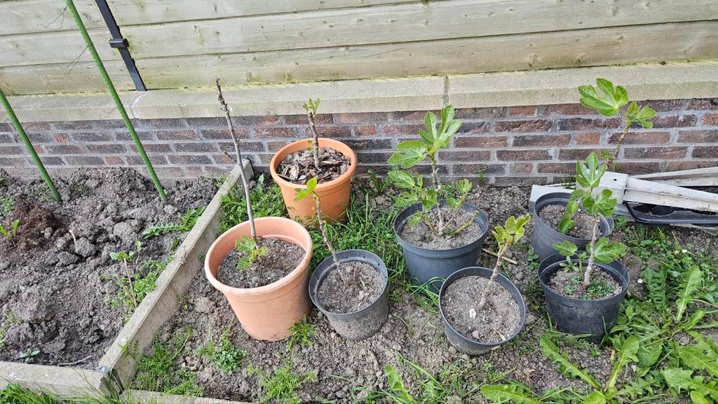 Vijgenboompjes, Ophalen, Minder dan 100 cm, Overige soorten, Zomer