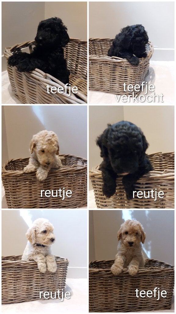 Mooie Labradoodle pups, Overige rassen, 8 tot 15 weken, Meerdere, Meerdere dieren