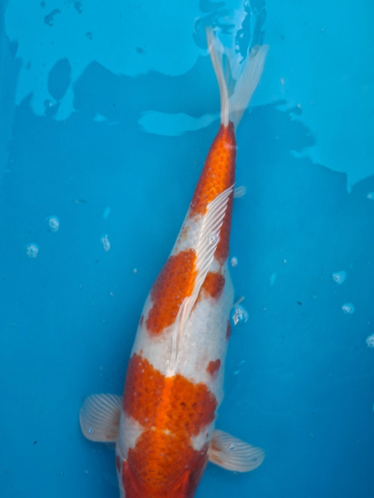 Te koop sakura ogon, Karper of Koi