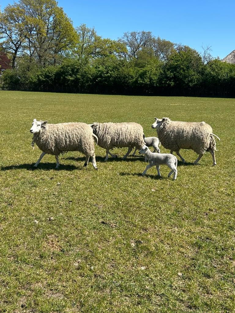 Mooie eenlingstelletjes te koop, Vrouwelijk, Schaap