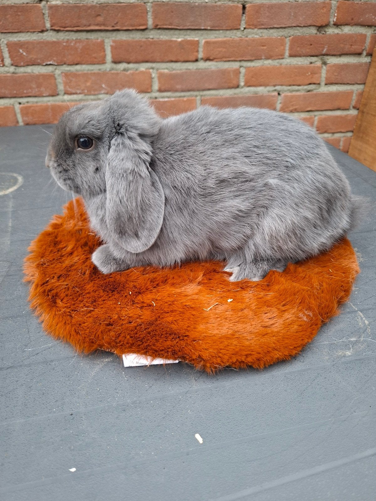 mooie blauwe ram, Mannelijk, Dwerg, Hangoor