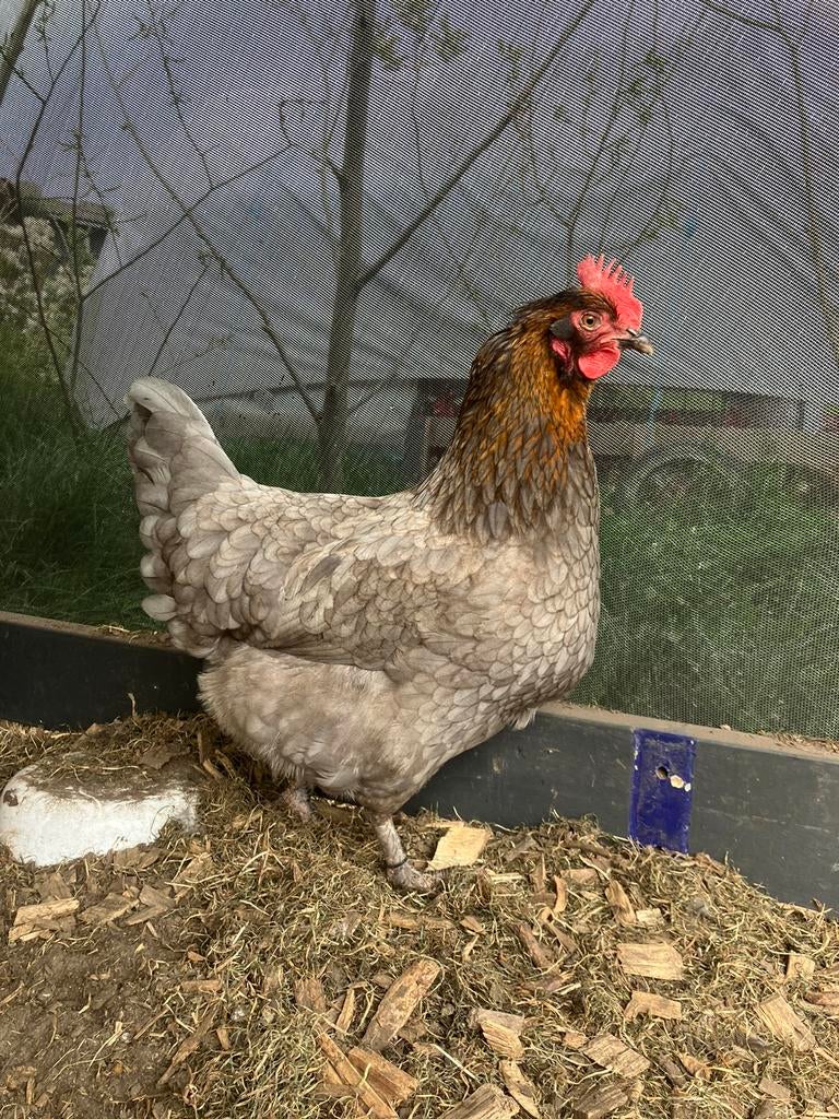 Blauw koper maran broedeieren, Dieren en Toebehoren, Pluimvee, Geslacht onbekend, Kip