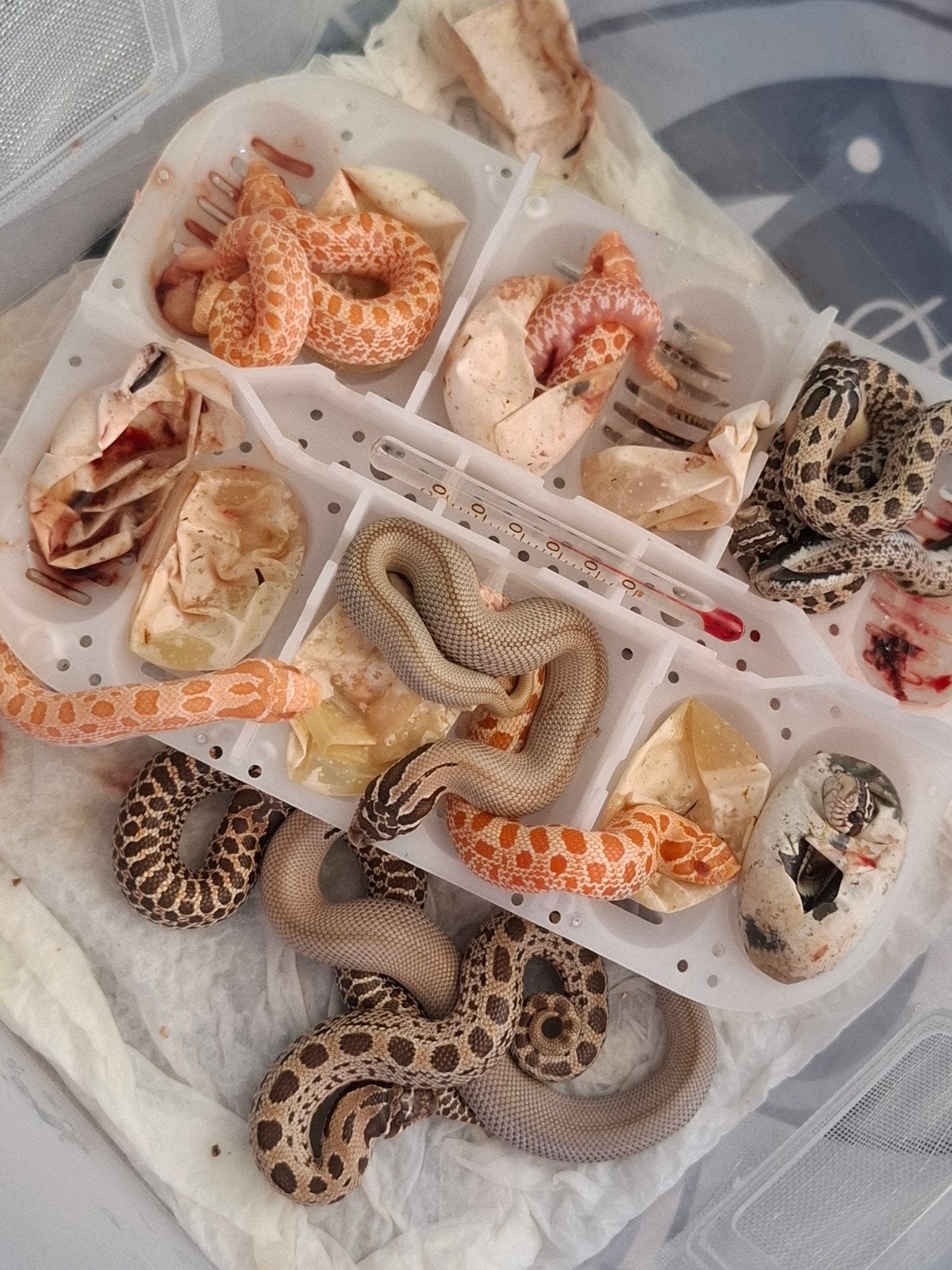haakneus slang Hognose Snake photo 3