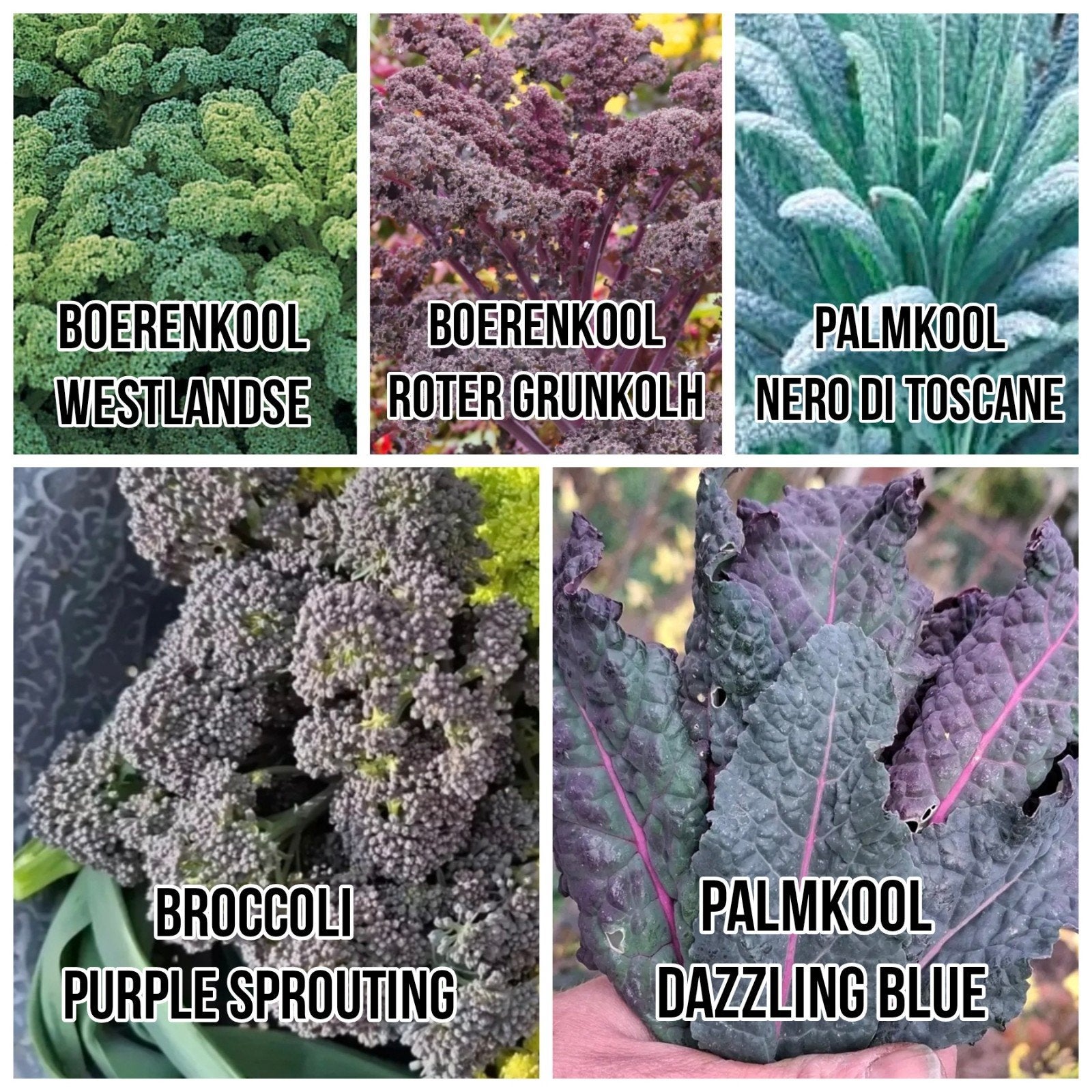 Zaden paarse boerenkool purple sprouting palmkool broccoli, Ophalen of Verzenden, Volle zon, Zaad
