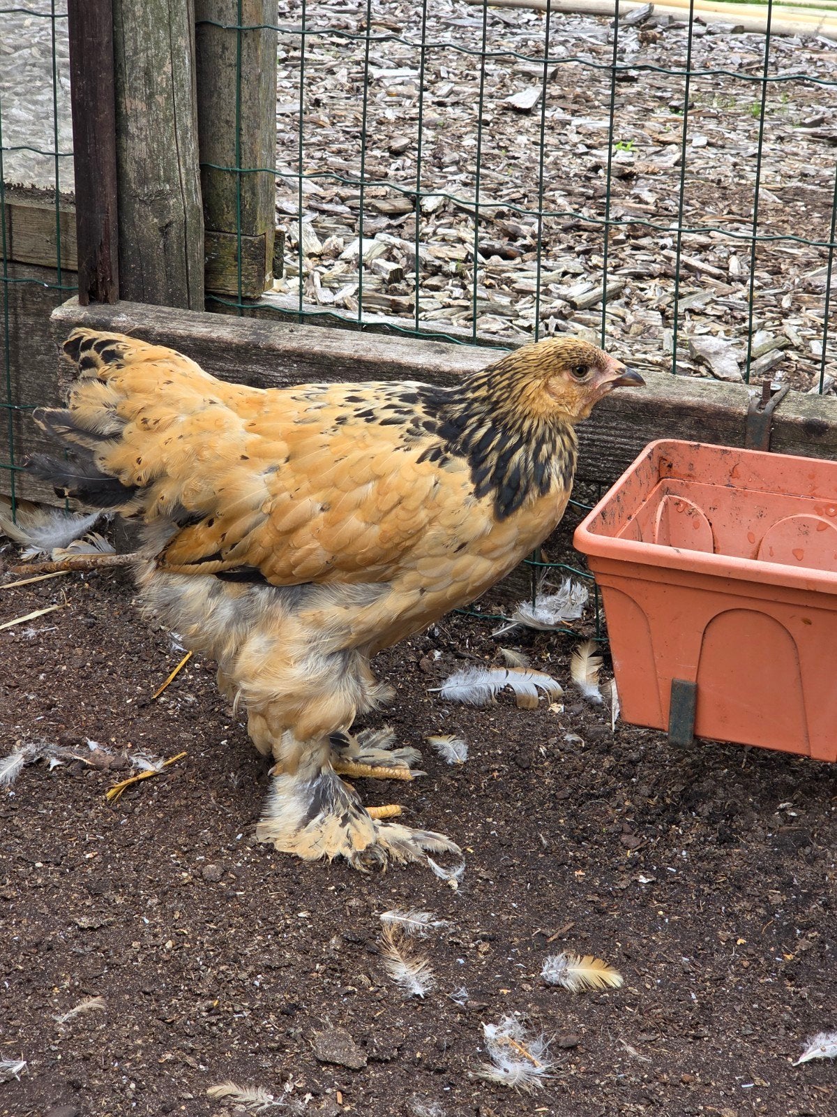 brahma hennen, Vrouwelijk, Kip