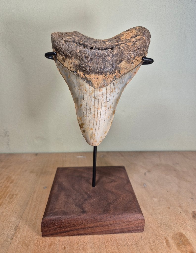 Bijzonder gekleurde Megalodon tand met standaard, Verzamelen, Mineralen en Fossielen, Ophalen of Verzenden, Fossiel