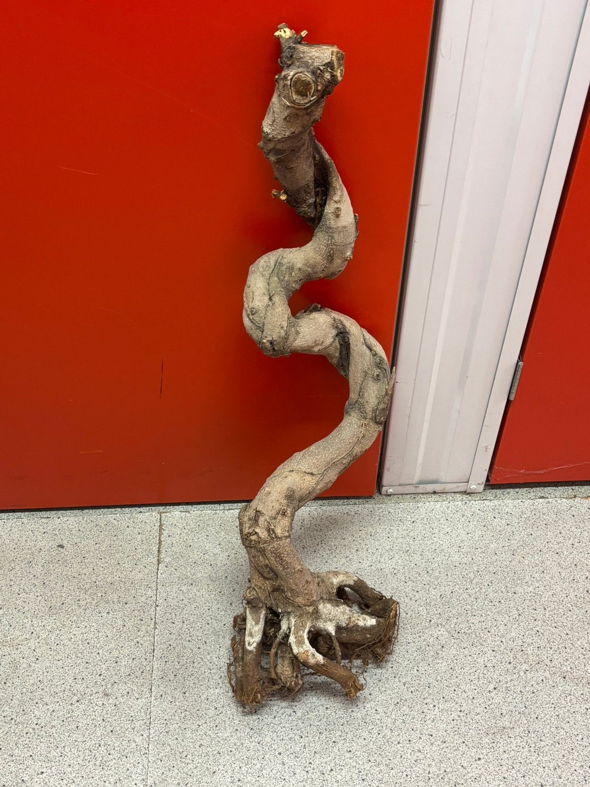 Houtenstam bonsai echt hout bloemstuk, Ophalen of Verzenden