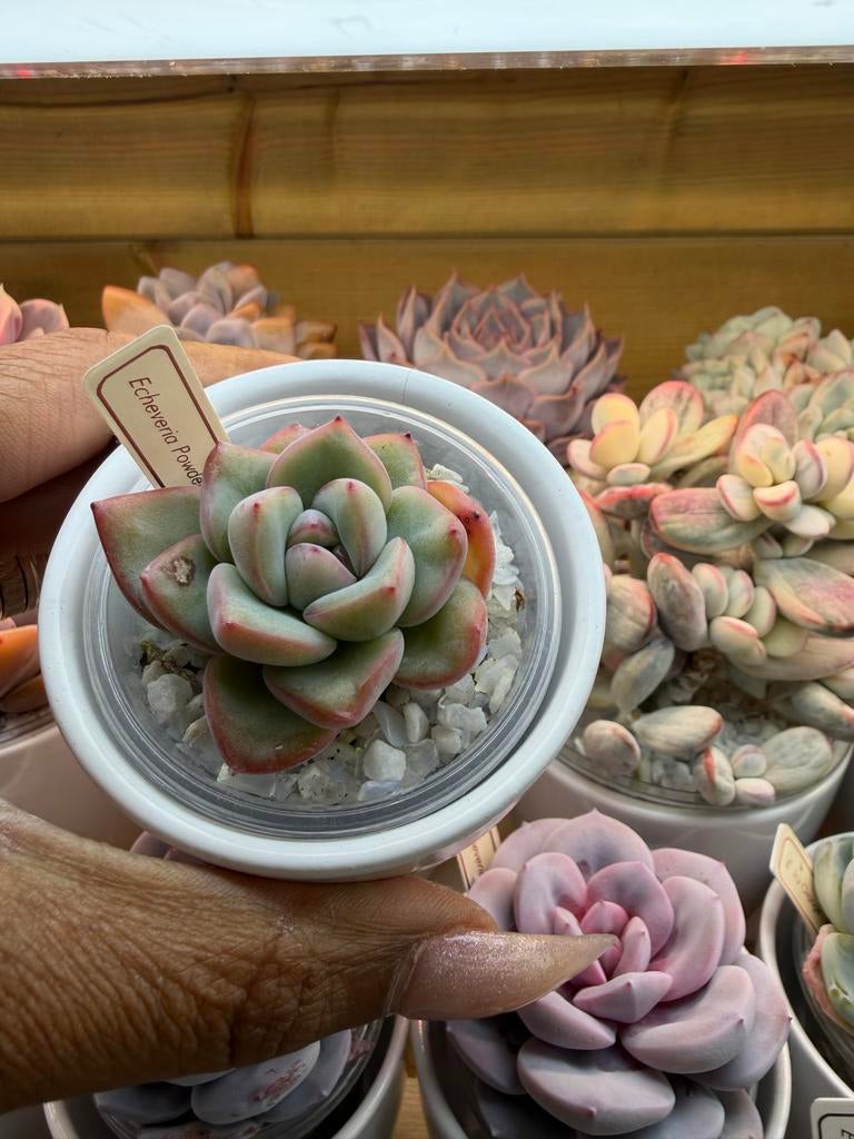 Echeveria Powder Puff - Prachtige Vetplant, Verzenden