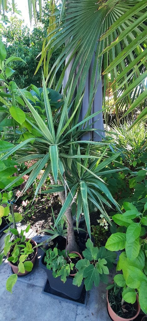 Mooie Dracaena plant in pot, Ophalen, 100 tot 150 cm, Overige soorten, In pot