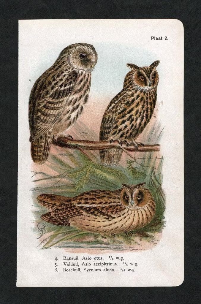 Prent Uilen Roofvogels Ransuil Velduil Bosuil., Ophalen of Verzenden, Zo goed als nieuw