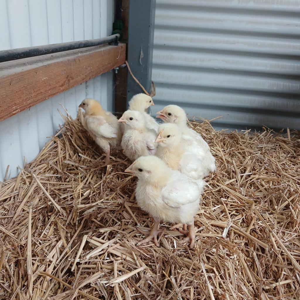 Ross 308 vleeskuikens te koop. Ze zijn een week oud., Dieren en Toebehoren, Pluimvee, Meerdere dieren, Kip