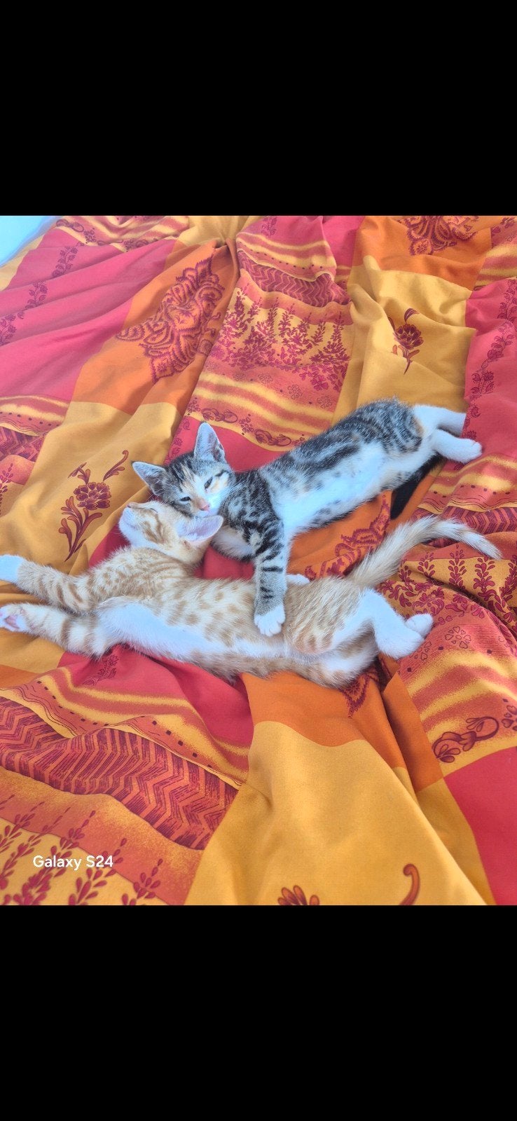 Kittens