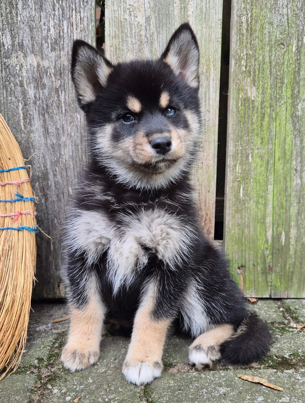 Pomsky (3/4) x Shiba inu (1/4) pups, Dieren en Toebehoren, Nederland, Parvo, 8 tot 15 weken, Meerdere