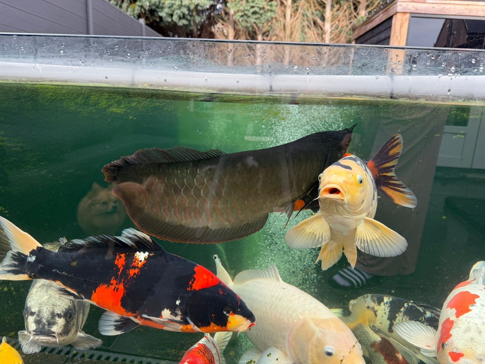 Silver Arowana Red 65 cm – handtam
