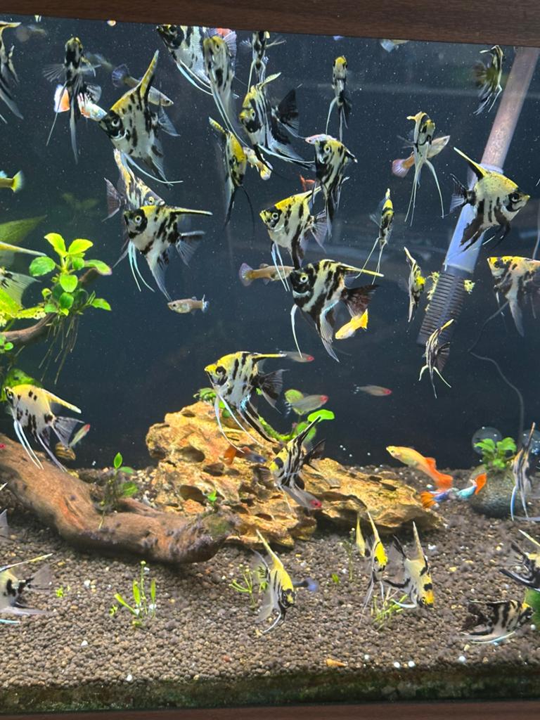 Angel Fish (maanvis) for sale, Vis, Zoetwatervis