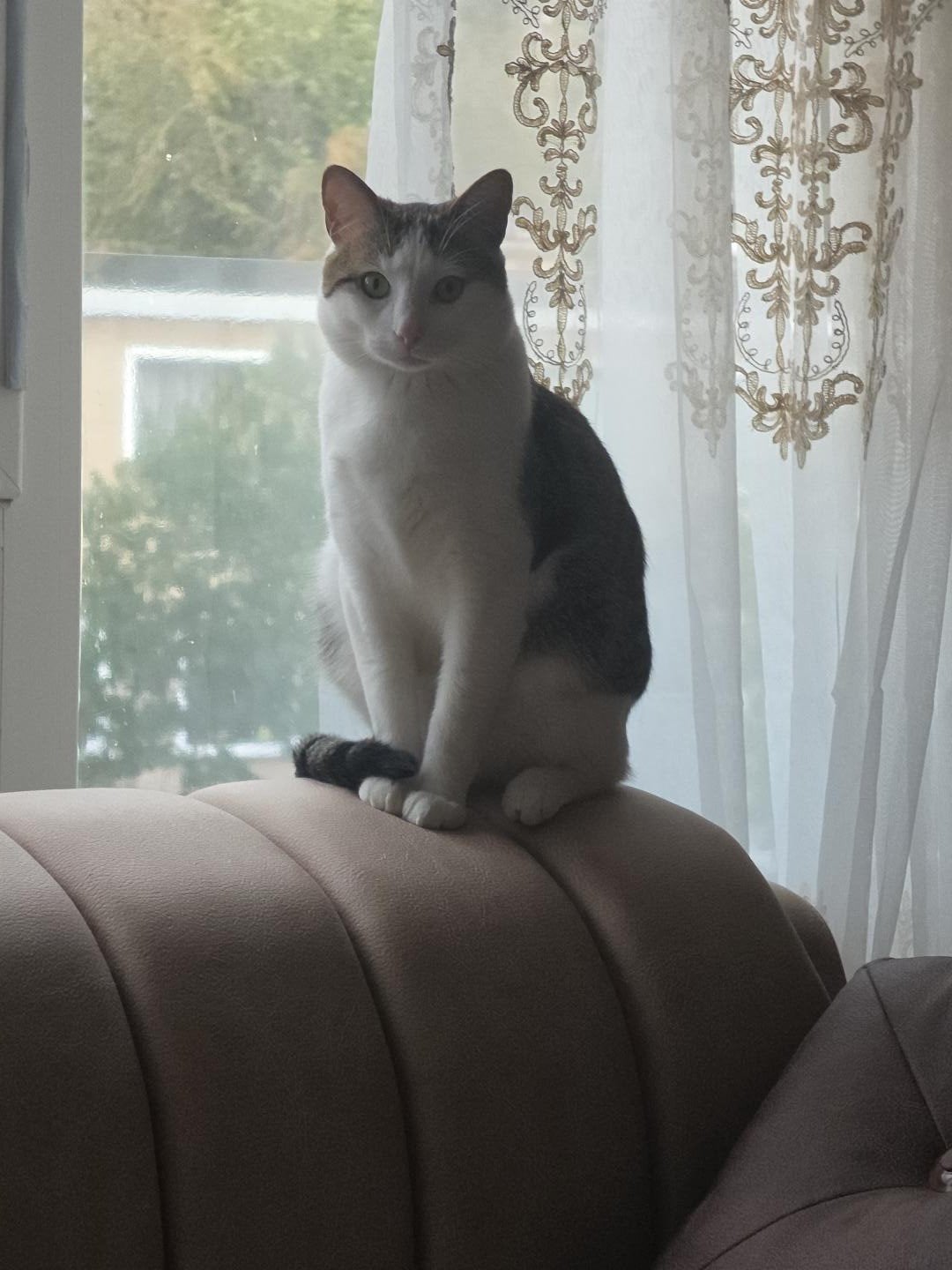 Lieve rustige kater (1 jaar, gecastreerd) zoekt thuis, Dieren en Toebehoren, Kater, Ontwormd, 0 tot 2 jaar